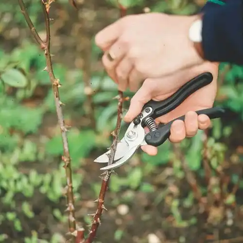 tree services Missouri Valley